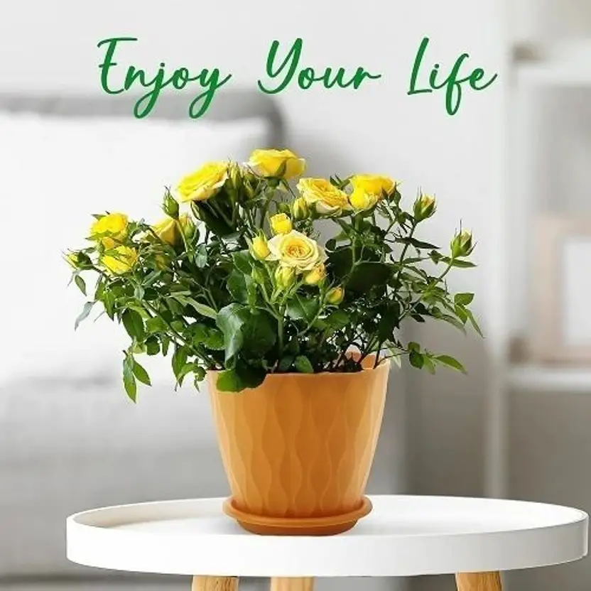 moonlike Round Flower Pots with tray for Home & Decoration Planters, Terrace, Garden Etc Plant Container Set (Pack of 5, Plastic) - Image 3