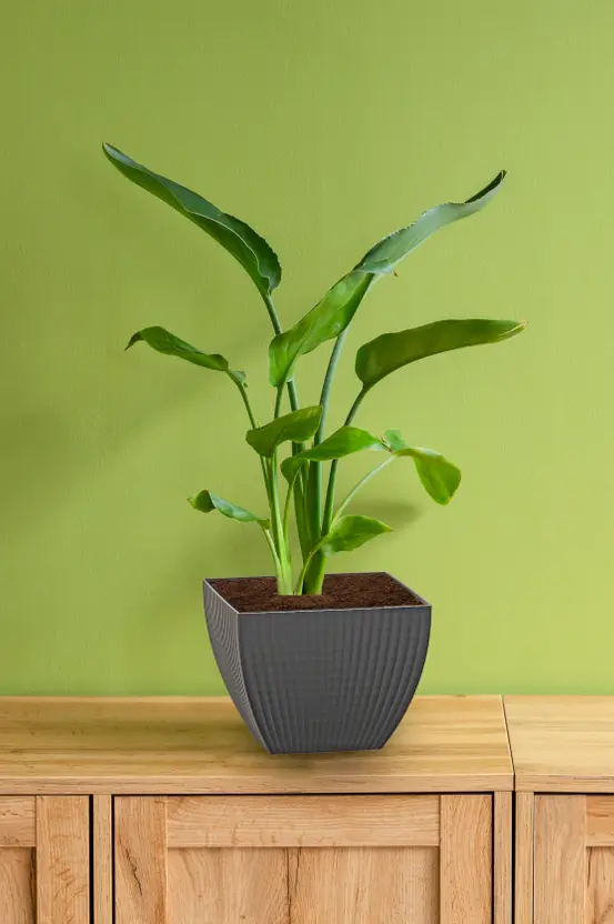 BELLERBIRD 6 inch Square Flower Pots Outdoor Indoor, Planters with Drainage Hole and Tray Plant Container Set (Pack of 5, Plastic) - Image 4